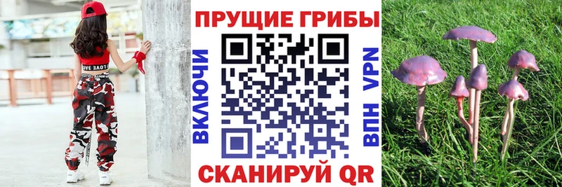 Галлюциногенные грибы Psilocybe  Магнитогорск 